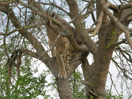 Tree climbing Lions 